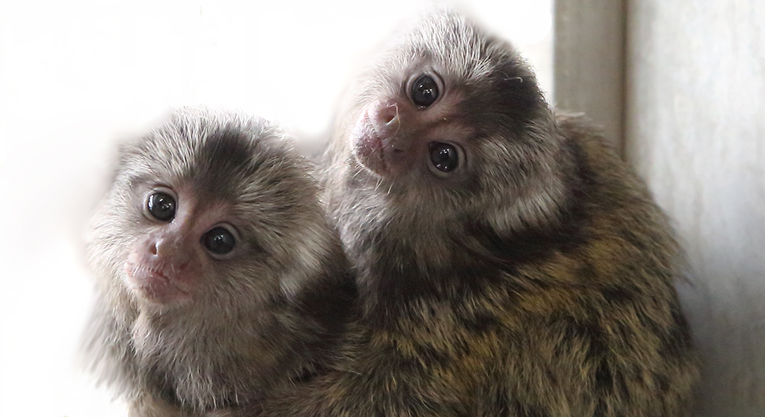 Marmosets in the study