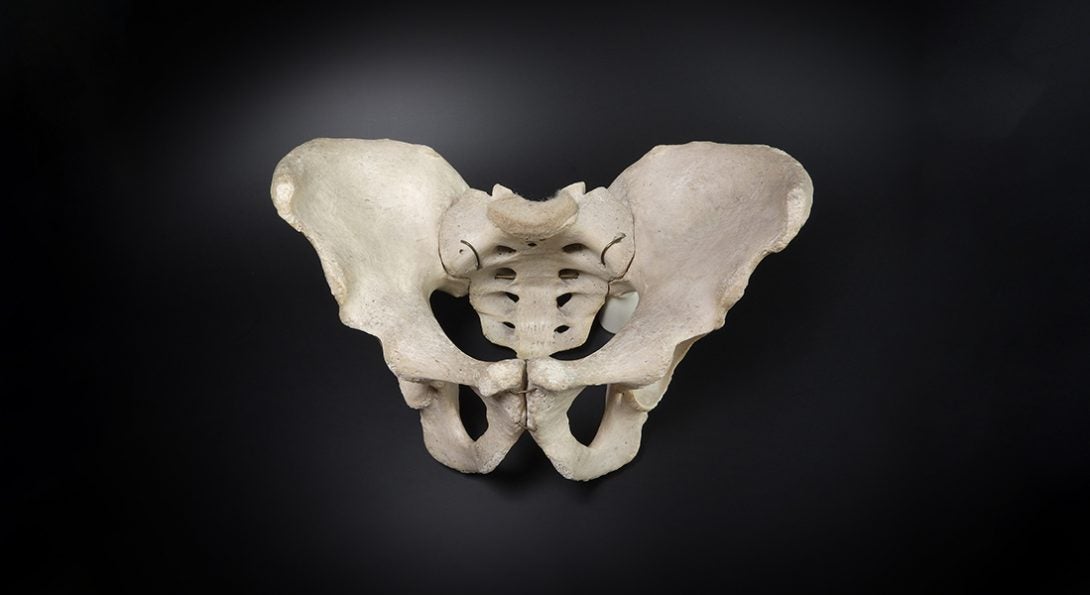 Pelvis