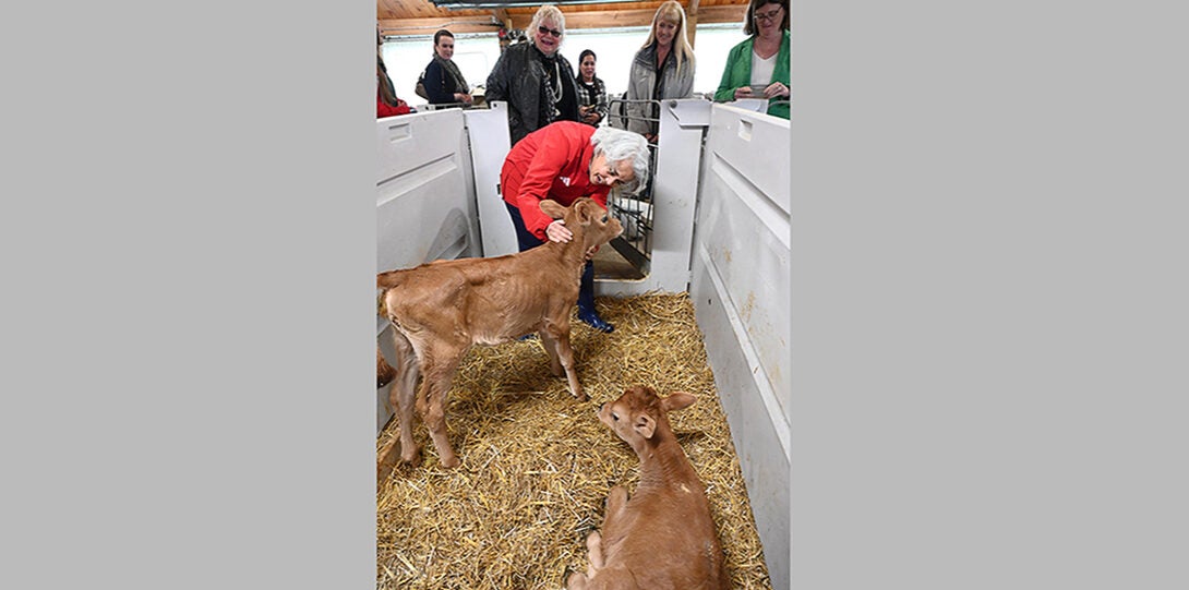 A woman with white hair and a red jacket leans over in the stall of a stable to pet the head of a tan Jersey calf