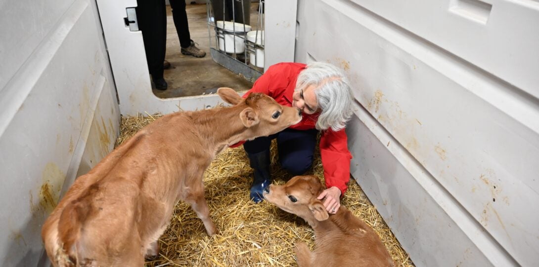 A woman with white hair and a red jacket squats down to pet a tan Jersey calf lying on a bed of hay while a second calf meets her nose-to-nose