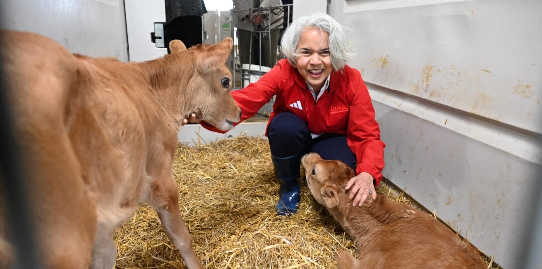 A woman with white hair and a red jacket squats down to pet a tan Jersey calf lying on a bed of hay with her left hand while reaching to pet a second calf with her right hand.