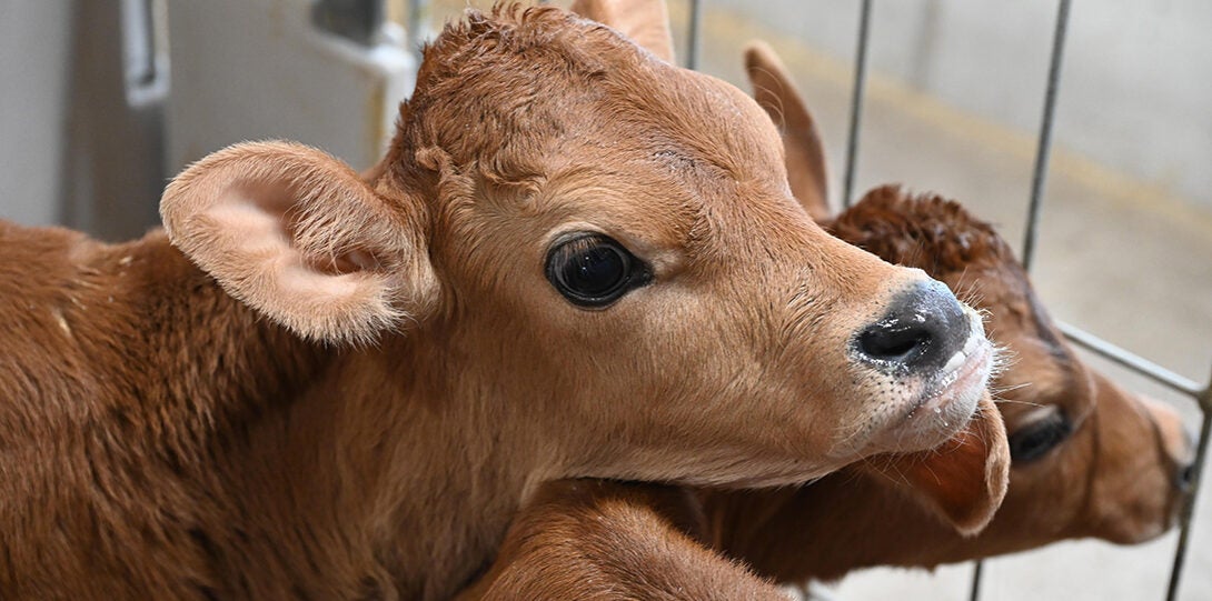 Close up faces of two Jersey calves