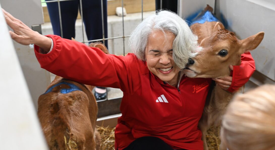 A woman with white hair, wearing a red jacket, crouches in a stable stall with two tan calves. One calf nuzzles the woman's neck as she squinches her face with delight.