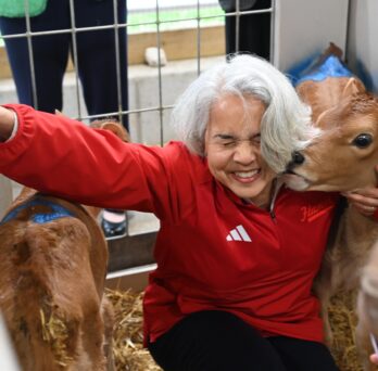 A woman with white hair, wearing a red jacket, crouches in a stable stall with two tan calves. One calf nuzzles the woman's neck as she squinches her face with delight.
                  