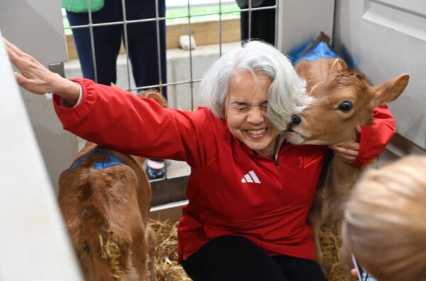 A woman happily engages with two baby calves