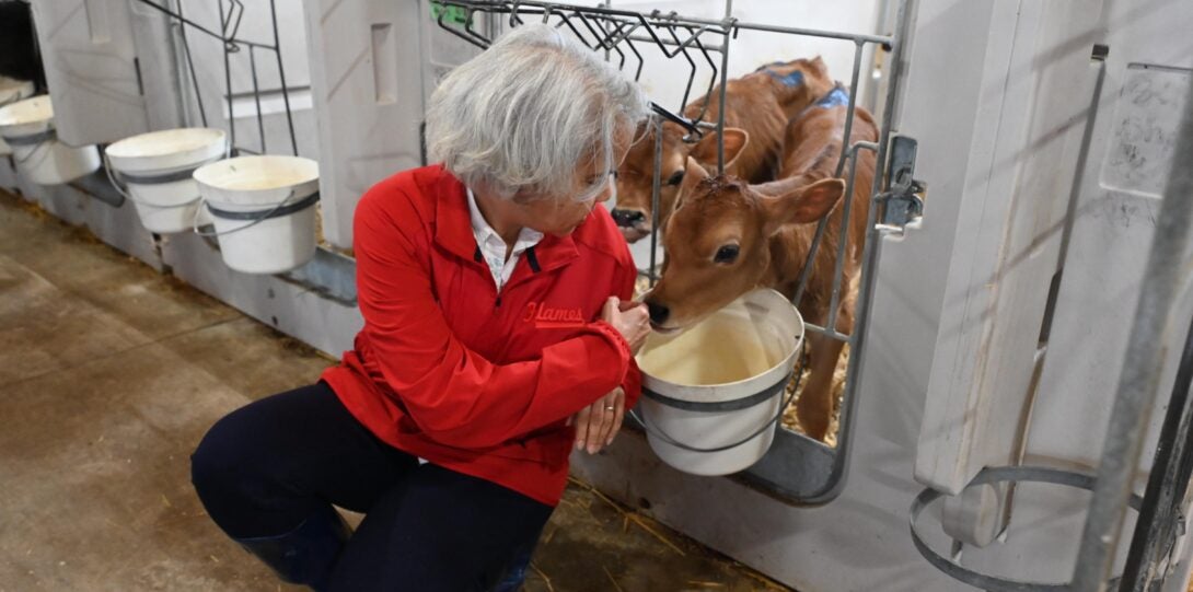 A woman with white hair and a red jacket squats in front of the closed wire door of a small barn stall. She is twisting to her left to offer her hand to one of two Jersey calves poking their heads through the gate.