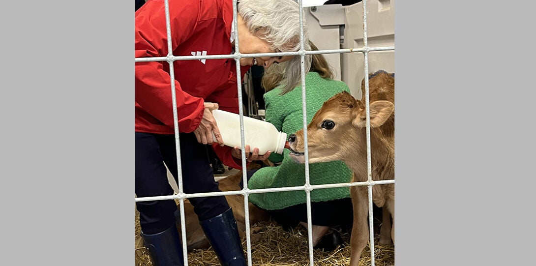 A woman with white hair and a red jacket leans over to feed a Jersey calf from a giant 